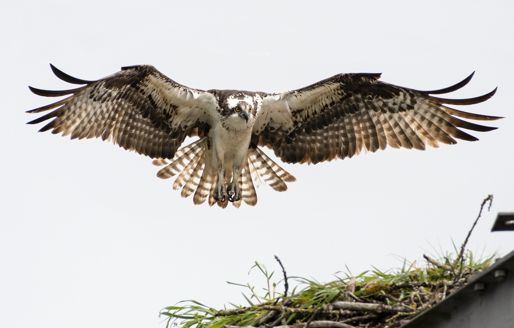 osprey seahawk