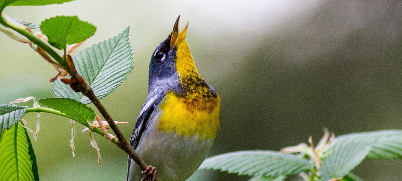 2018 Festival of the Birds at Presque Isle Erie Reader