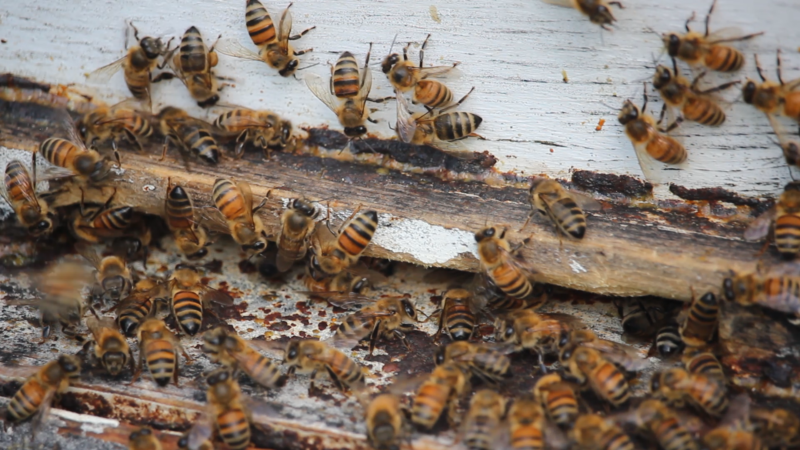 From Hive To Honey: The Honey Bee Story - Events - Erie Reader